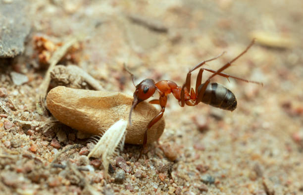 istock Wood ant, Formica struggling with transporting egg 1410903613