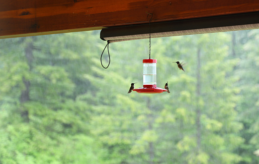 Humming birds at feeder. Shot in Newport, Washington.