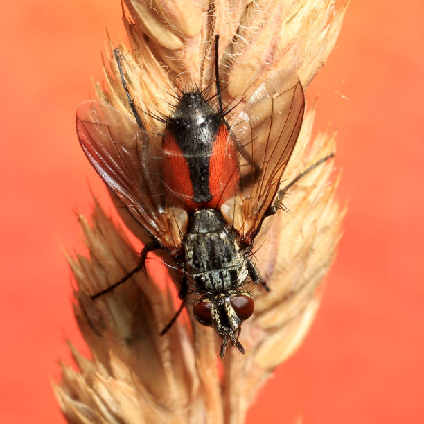 Colourful pictures of Parasite Fly stock photo