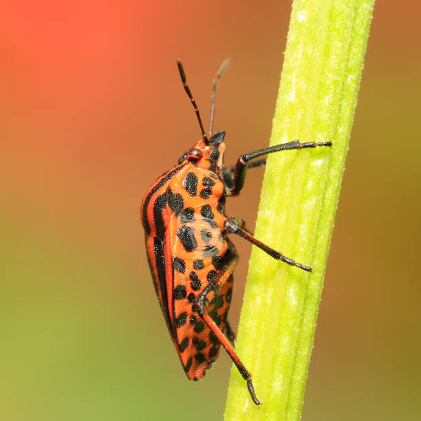 colourful shieldbug stock photo