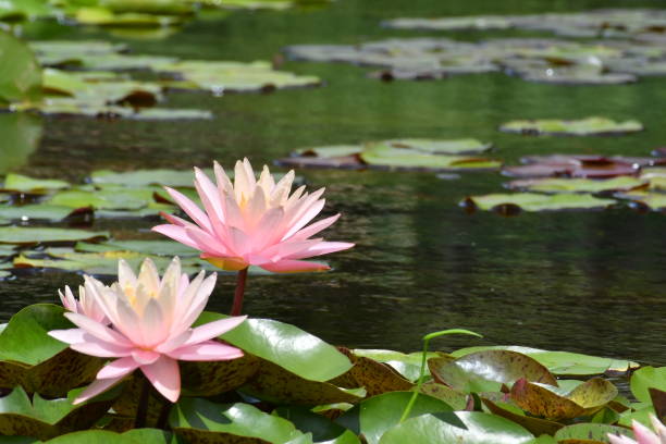 istock Water lily flower 1410906650