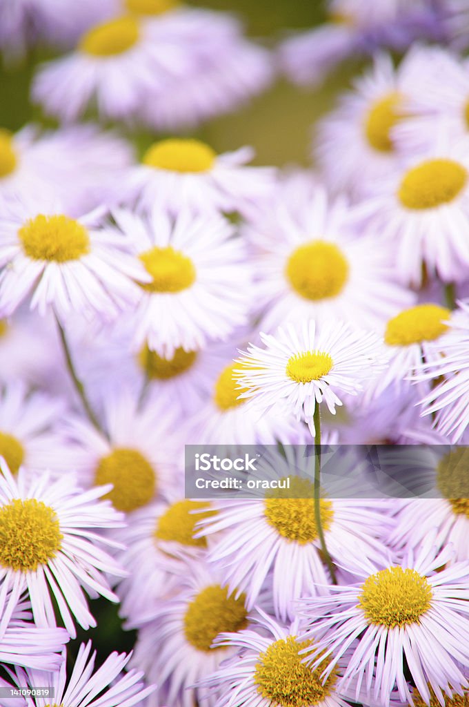 Violet camomille. - Photo de Arbre en fleurs libre de droits