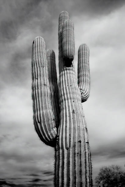 istock Saguaro Cactus Sonora desert Arizona 1410910098