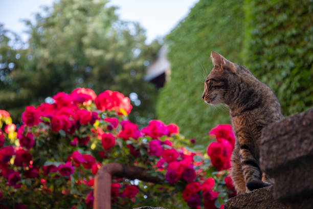 stripy cat in rose garden