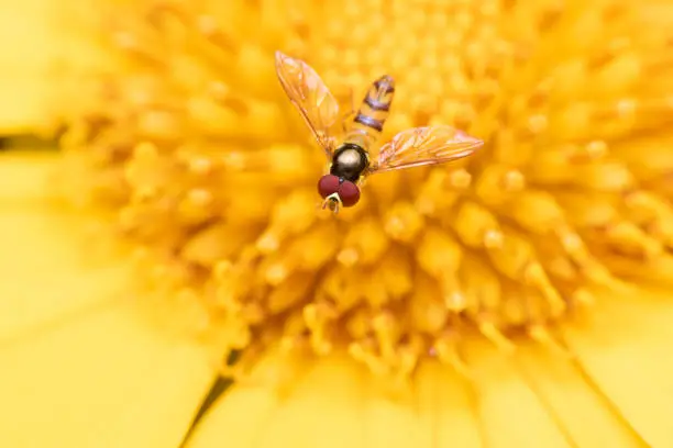Hoverfly perched on yellow flower in the garden. Example of mimicry between insects.