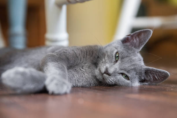 istock Gray Kitten in Soft Morning Light 1410911544