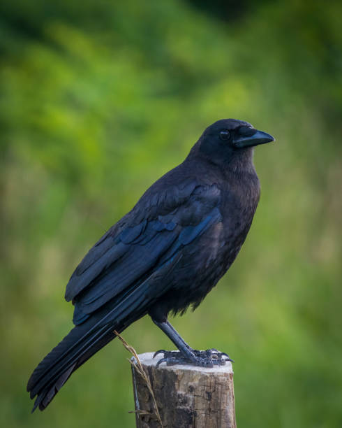 istock American Crow sitting on a fence post with selective focus and bokeh green background. 1410911727
