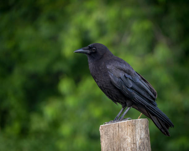 istock American Crow sitting on a fence post with selective focus and bokeh green background. 1410911729