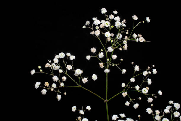 istock Macro close up of fresh white roses on  black  background 1410912488