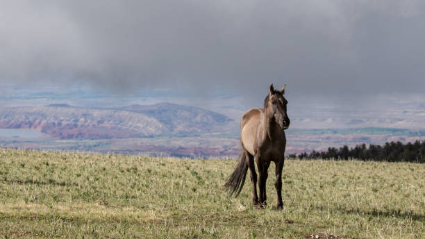 Grulla Gray wild horse stallion on Sykes Ridge overlooking the Bighorn National Recreation area on the border of Wyoming and Montana in the western United States stock photo