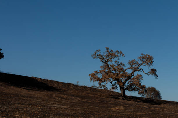Wildfire burn Single tree stock photo