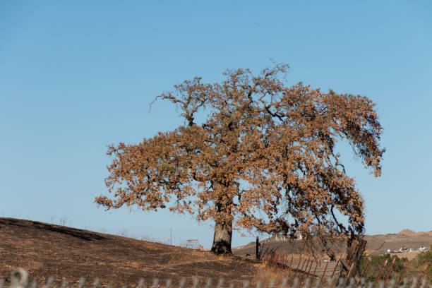 single tree in wildfire stock photo