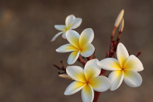 Frangipani or Plumeria flower on the blurred green natural background