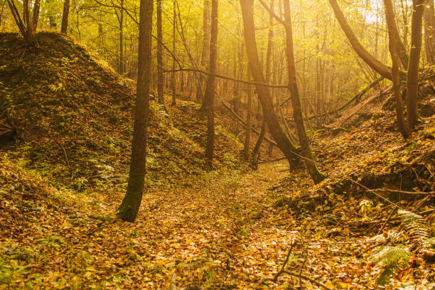 barranco de otoño. medio ambiente. ecología. madera. raíces de árboles. bosque místico de hadas. - glade england autumn forest fotografías e imágenes de stock