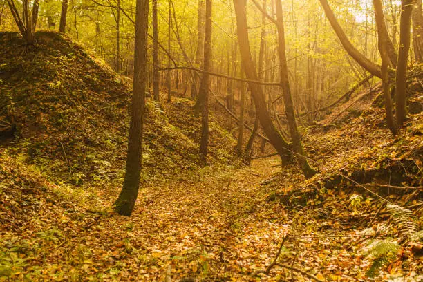 Photo of Autumn ravine. Environment. Ecology. Wood. Tree roots. Fairy mystical forest.