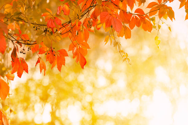 Autumn natural background. Yellow autumn foliage. Abstract blurred background. Copy space. Beautiful nature. Fairy forest. Sunny day. Defocused