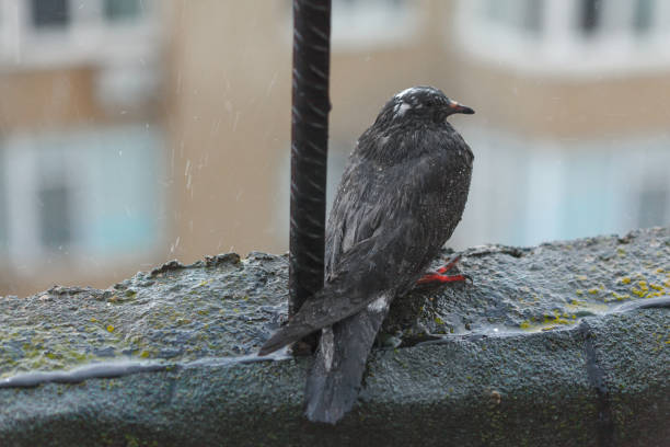 istock Wet bird standing in the rain 1410914315