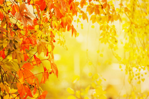 istock Autumn natural background. Yellow autumn foliage. Abstract blurred background. Copy space. Beautiful nature. Fairy forest. Sunny day. Defocused 1410914341