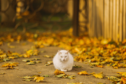White cat on background of autumn yellow leaves. Yellow autumn foliage. Abstract blurred background. Copy space