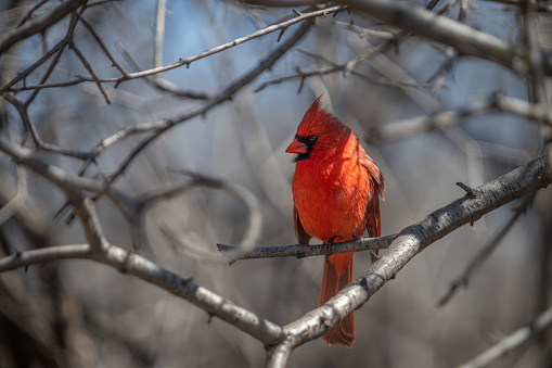 Cardenal macho primavera, Cardenal Rojo, Cardinalis cardinalis), cardenal rojo macho en primavera. photo