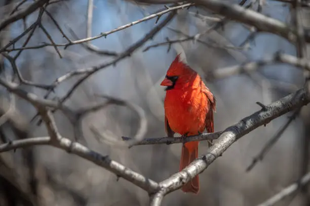 Photo of Cardinal bird male spring, Cardenal Rojo, Cardinalis cardinalis), Cardinal rouge mâle au printemps.