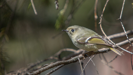 A Canada Warbler perched in a flowering branch