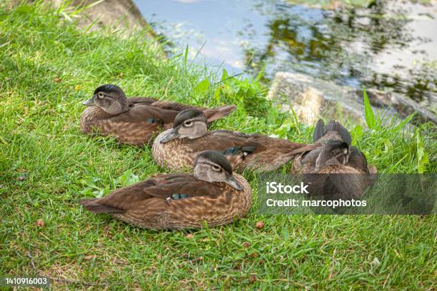 Wood Ducks Or Carolina Ducks Juveniles Canards Branchus Ou Canards Carolins Juvéniles Stock Photo - Download Image Now