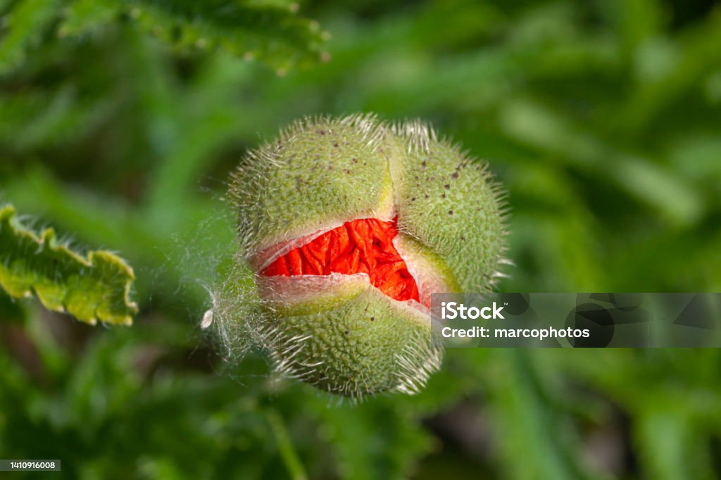 Oriental poppy, Oriental Papaver, (Allegro Papaveraceae), Oriental poppy. An oriental poppy flower bud, in bloom, in a flower garden in spring. Adventure Stock Photo