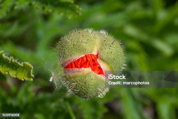 Oriental Poppy Oriental Papaver Oriental Poppy Stock Photo - Download Image Now