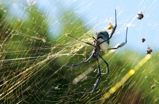 Golden Orb female spider on woven web