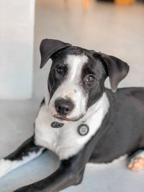 istock RAY The cutest Bali dog 1410916684