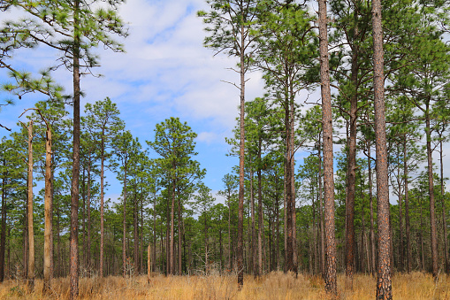 Tall dark trees are silhouetted against the pale blue sky, their pointed tops diverge. The thin tops of perennial pines stretch to the sky, to the bright spring sun. The trees are swaying in a weak wind.