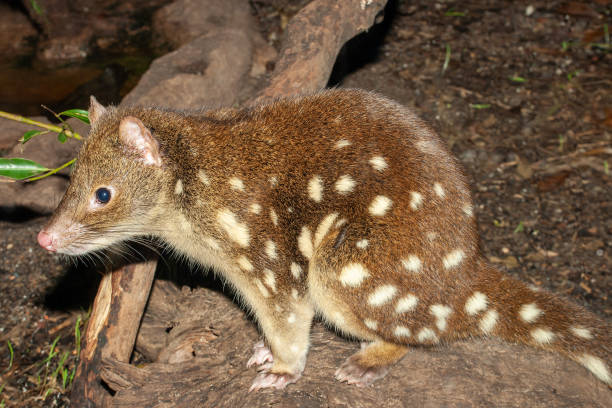 Spotted-tail Quoll Close uo of Australian Spotted-tail Quoll spotted quoll stock pictures, royalty-free photos & images