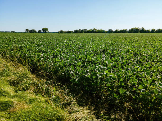 istock Hot Summer Day with the Growing Crops 1410917606