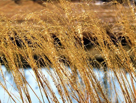 Japan. February. Grass at the pond.