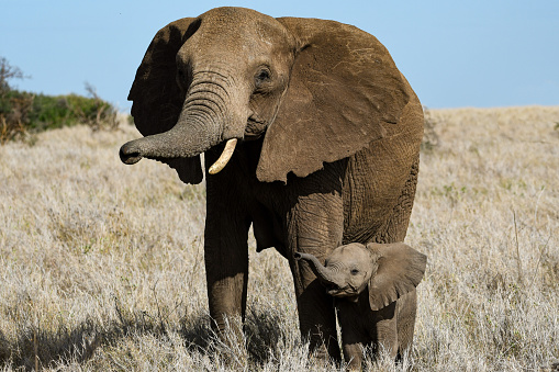 Close up of elephant tusks. Photographed in the Maasai Mara plains Kenya, Africa.