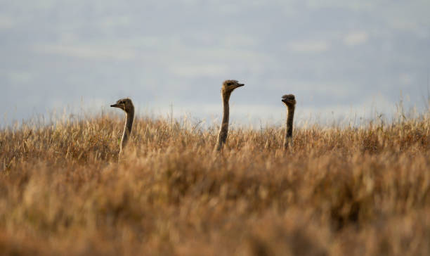 Young Somali Ostrich Hiding in the Tall Grass Three young Somali ostrich seek refuge in the tall grasses of the Lewa Downs Conservancy in Kenya. Young ostrich are vulnerable to all sorts of predators and must find safety in high grass. somali ostrich stock pictures, royalty-free photos & images