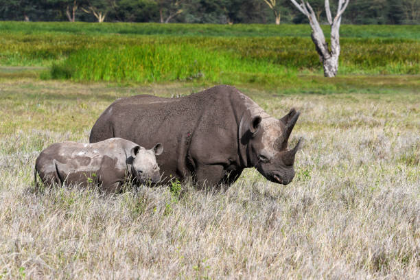istock Mother Black Rhino and Calf 1410918287