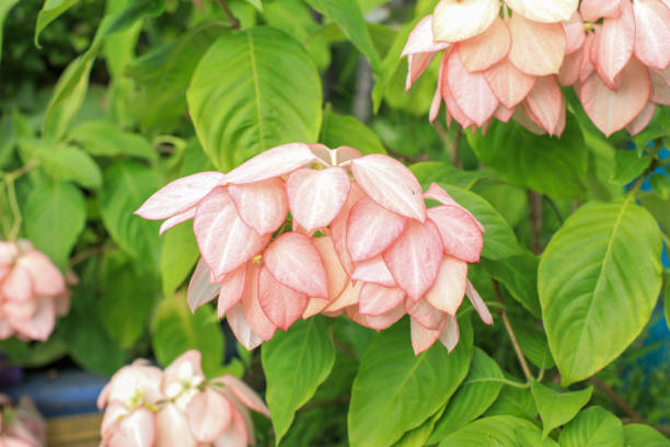 Pink Mussaenda Queen Sirikit or Peach Mussaenda is a tropical plant blooming in garden. Pink Mussaenda Queen Sirikit or Peach Mussaenda is a tropical plant blooming in garden. pink mussaenda flower stock pictures, royalty-free photos & images