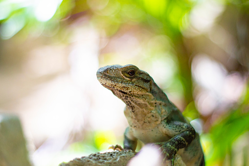 Iguana in the cenote