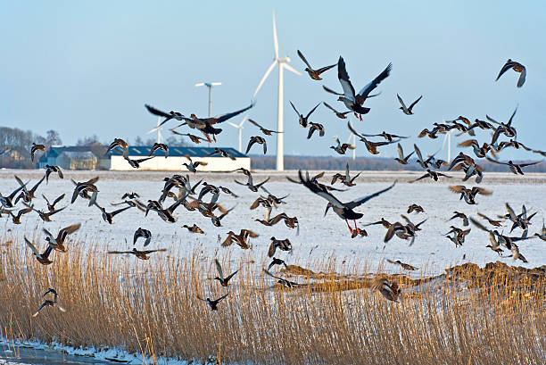 istock Birds flying in winter over a field 141092015