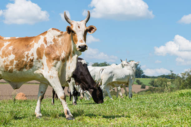 istock Animals walking in green pasture and blue sky 1410920649
