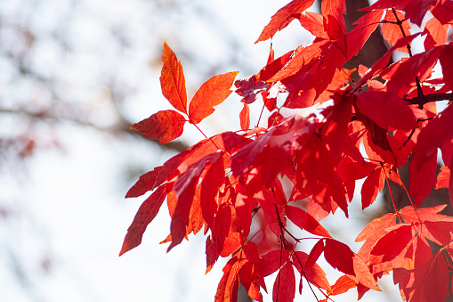 Colorful Autumn Leaves Image