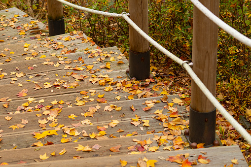 fallen leaves on the stairs