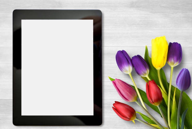 Tablet and colorful tulip flower on white wood table background. Top view with copy space.