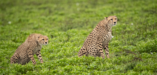 Cheetahs roaming the plains of Tanzania during the rainy season