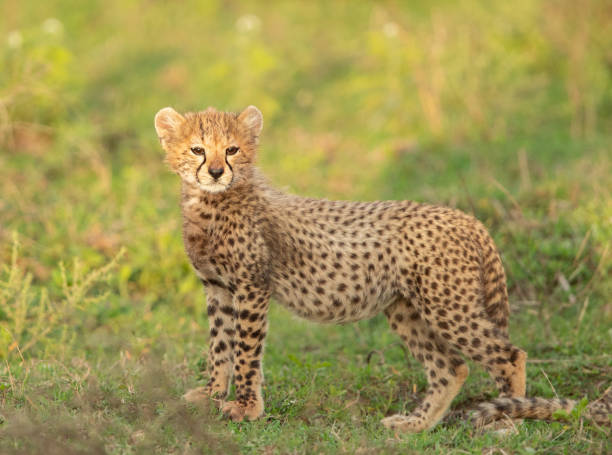 istock Cheetah in Tanzania 1410920817