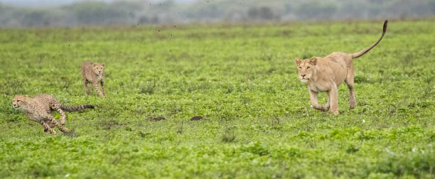 istock Cheetah in Tanzania 1410920819