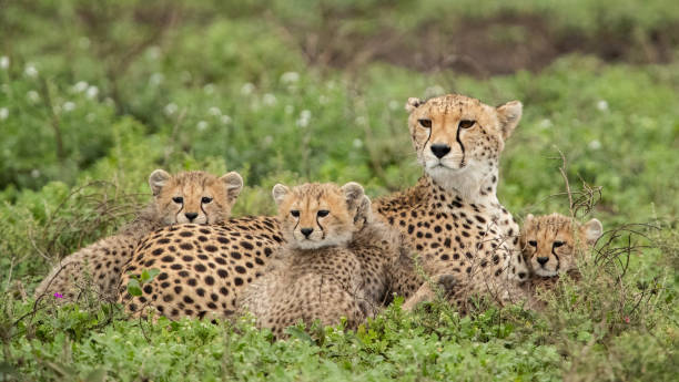 istock Cheetah in Tanzania 1410920867