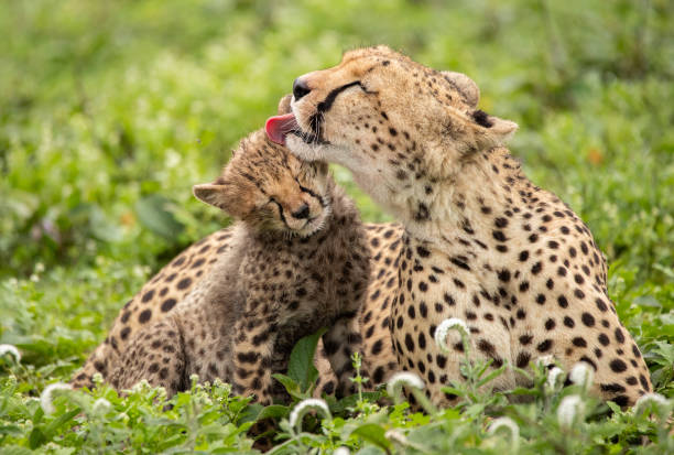 istock Cheetah in Tanzania 1410920918